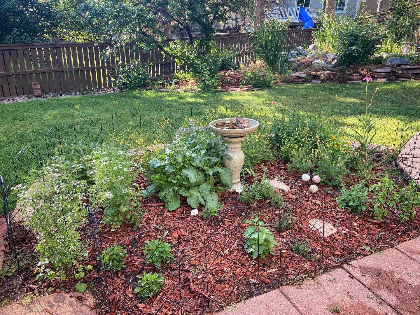 What does this picture look like to you? A backyard? ⁣
⁣
If you said that, you are right! ⁣
⁣
This is indeed my backyard. And this little garden here is one of my favorite things on this planet. This is my garden that I dedicated to herbs and medicin