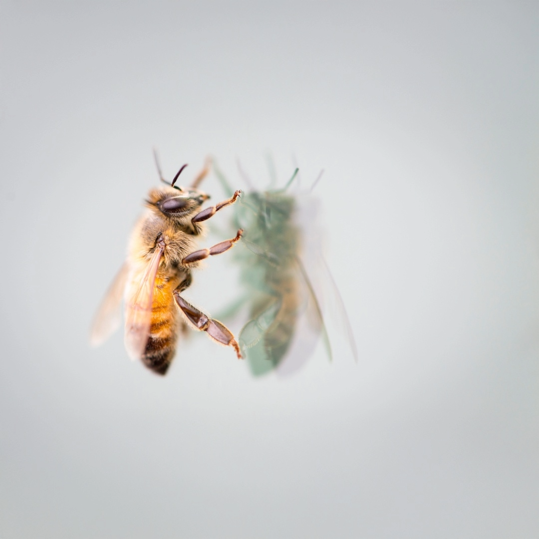 The Honeybee in the Yoga Studio