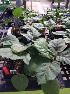 Eggplant-plants.jpg
