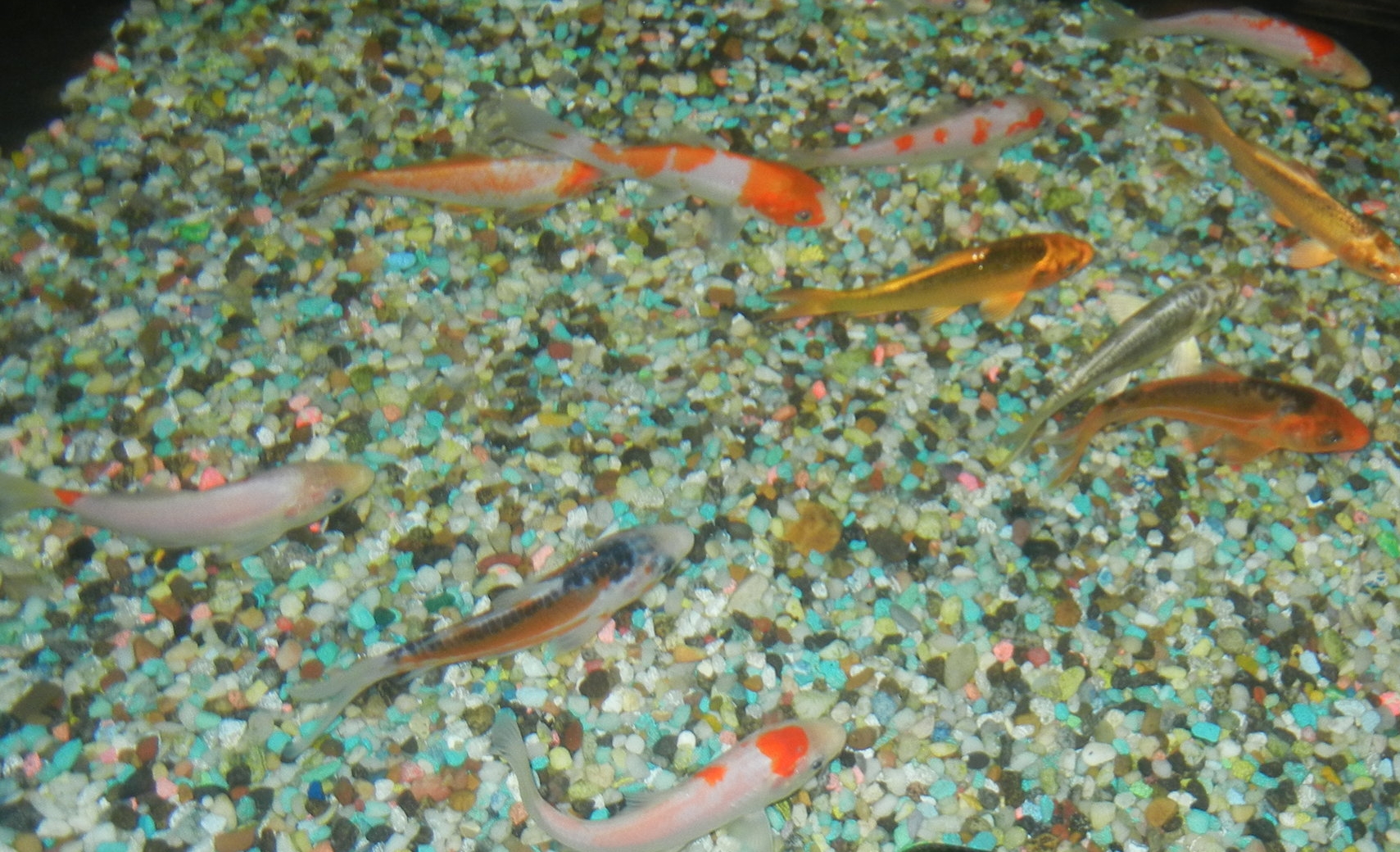 Koi.JPG