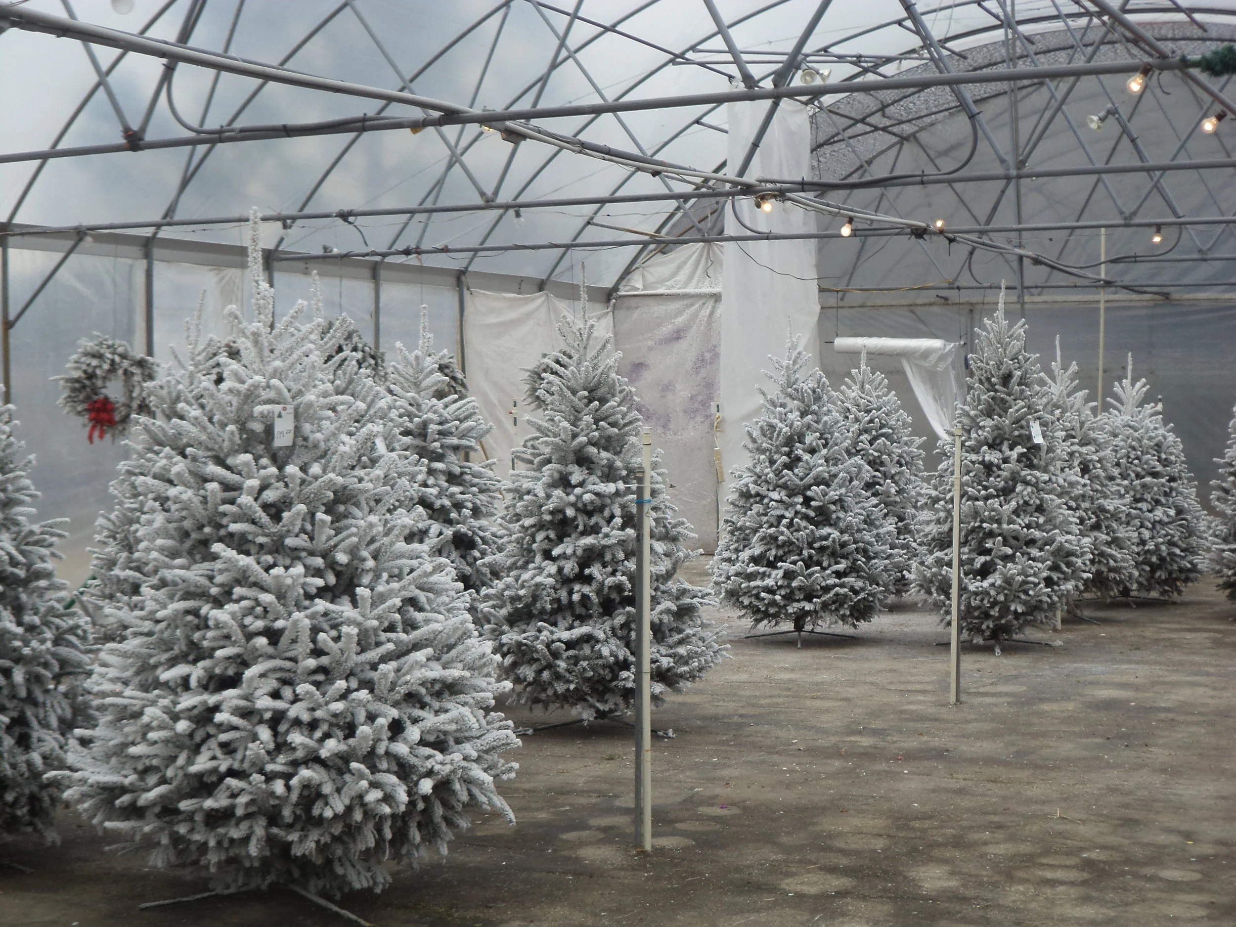 Christmass Tree 1.JPG