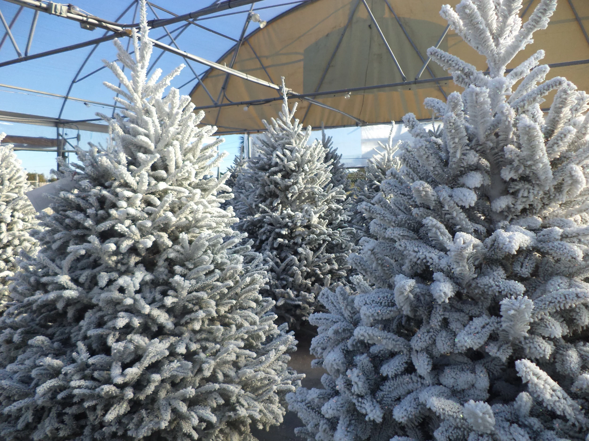 Christmass Tree 2.JPG