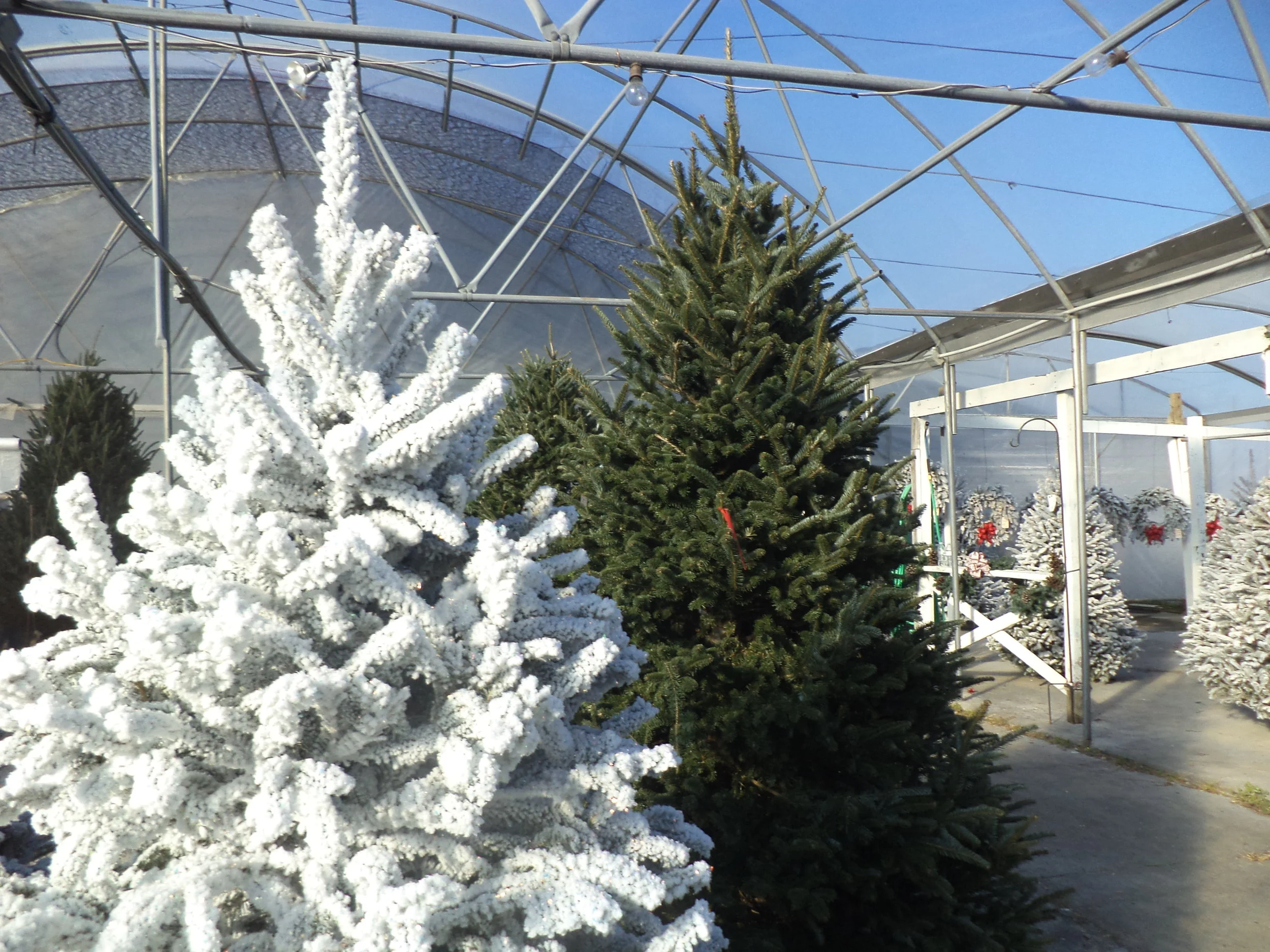 Christmass Trees 3.JPG