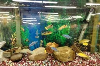 Fish 11.jpg