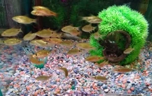 Fish 5.jpg