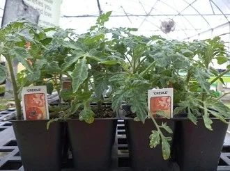 tomato-plants.jpg