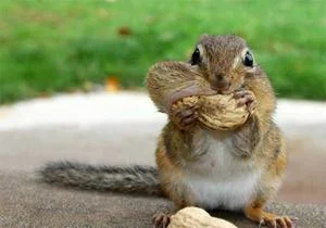 squirrel-eating-peanuts-300.jpg