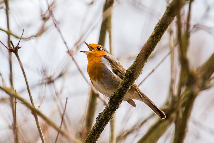 bird-2119874__480.jpg