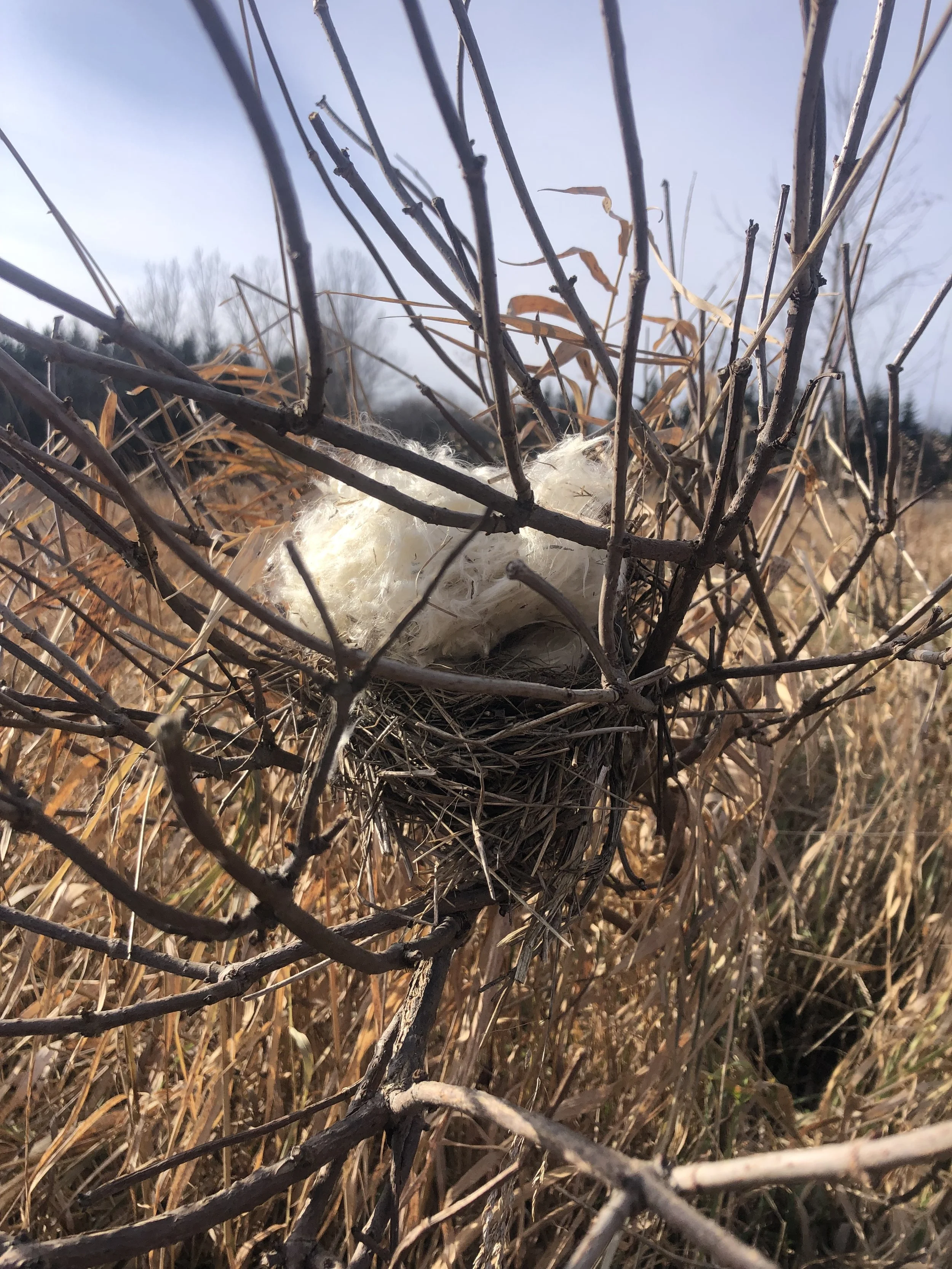 Newsletter Signup — The Guelph Outdoor School