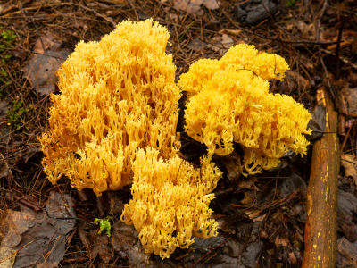 Wild Mushroom Identification