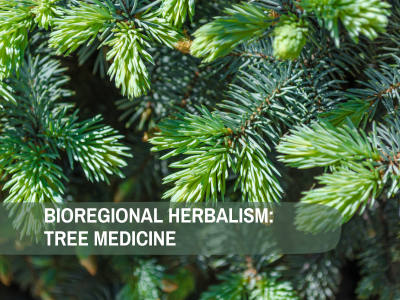 Bioregional Herbalism: Tree Medicine | Adult Workshop