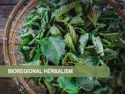 Bioregional Herbalism: Wild Food and Medicine | Adult Workshop