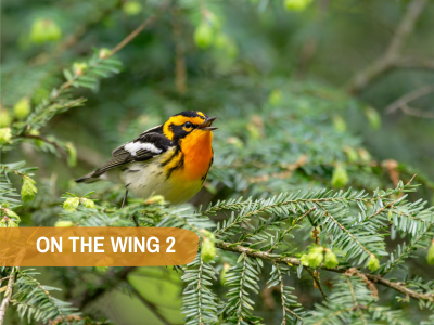 On the Wing Session 2