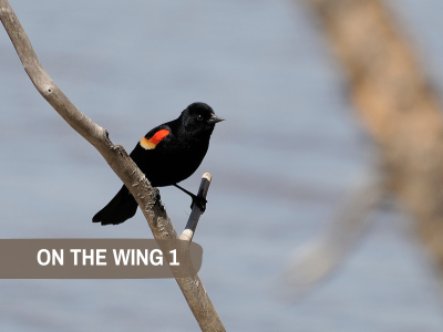 On the Wing Session 1