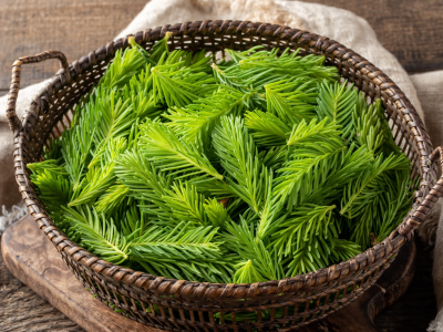 Bioregional Herbalism: Tree Medicine | Adult Workshop