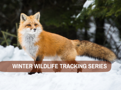 Winter Wildlife Tracking Series | Adult Workshop