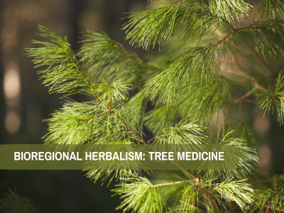 Bioregional Herbalism: Tree Medicine | Adult Workshop
