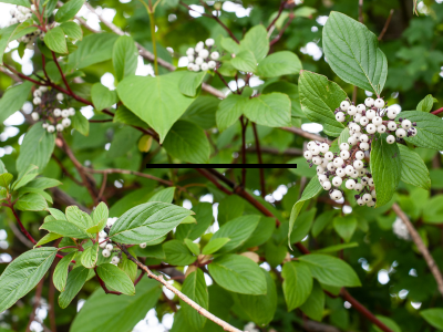 Weaving with Dogwood | Adult Workshop