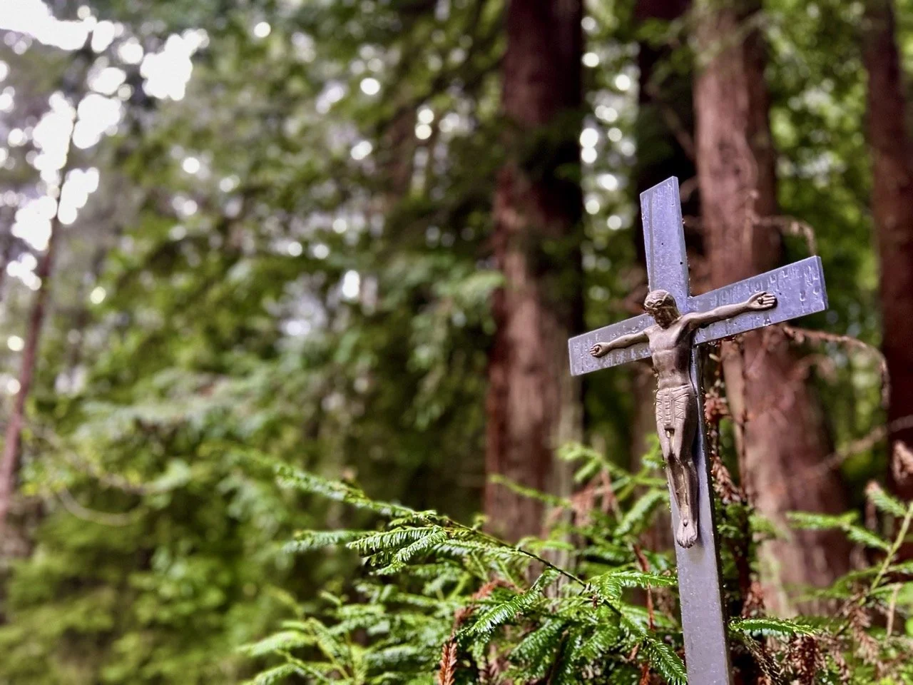 Redwood Cross.jpeg