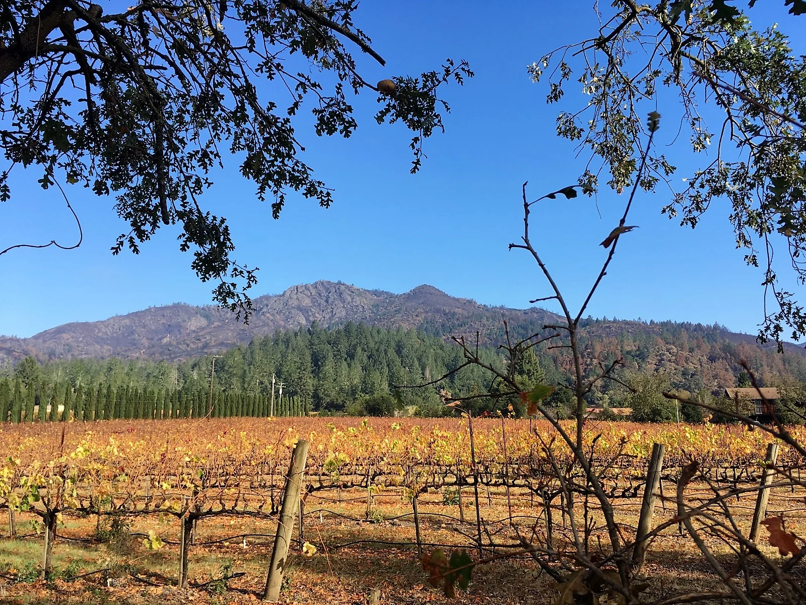 Winter_Vineyard.jpg