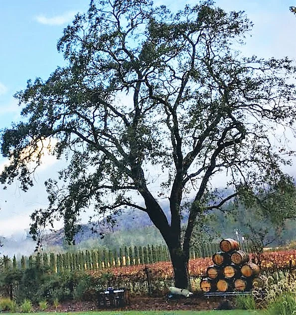 AutumnOak.jpg