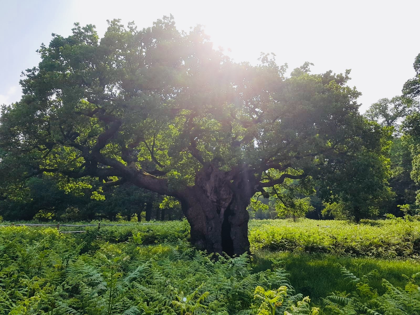 tree.jpg