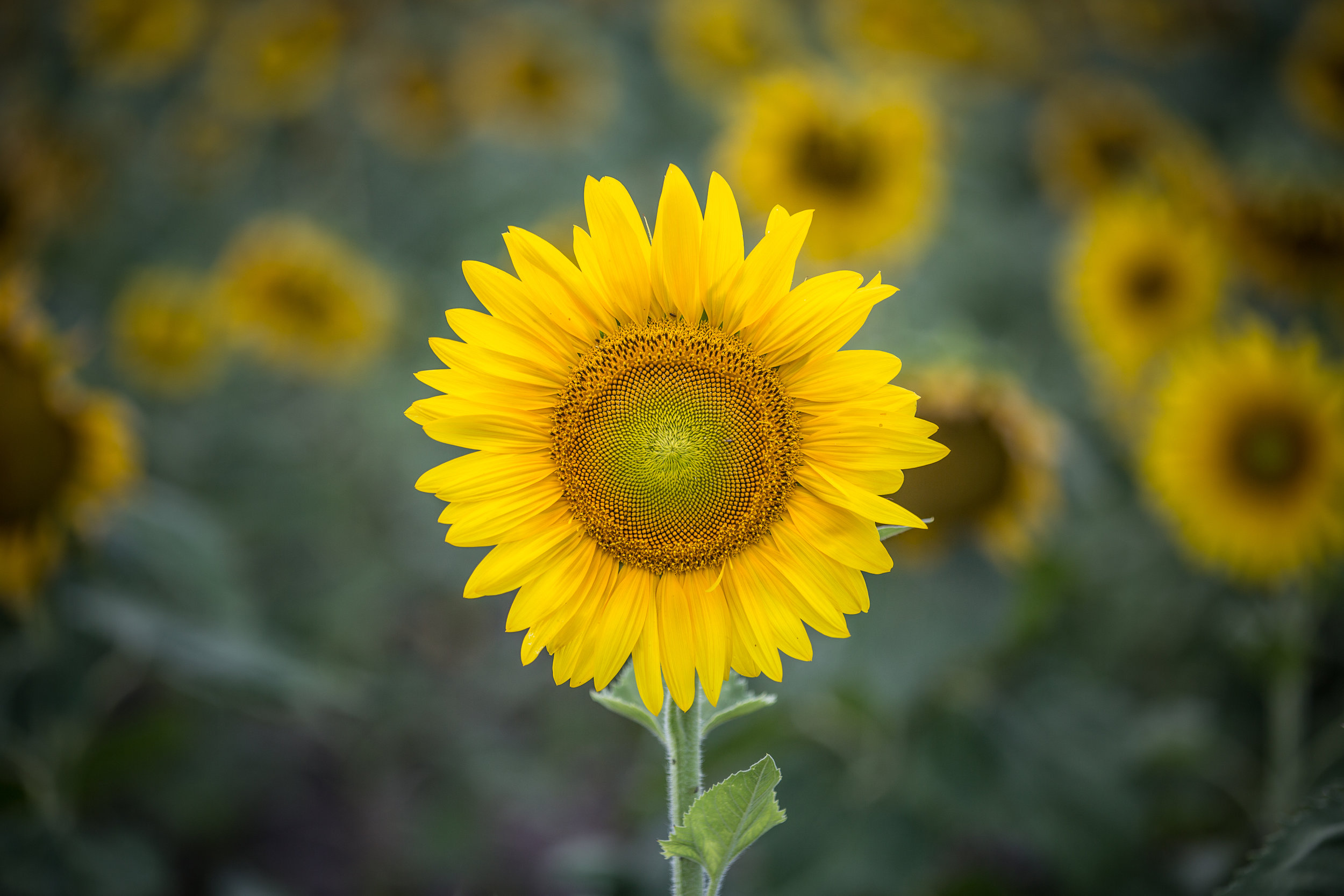 SunflowerReferral.jpg
