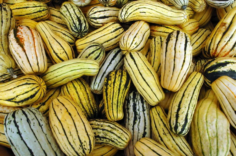 Delicata-Squash-Photos.jpg
