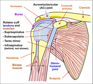 2000px-Shoulder_joint.svg_-300x271.png