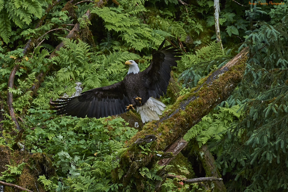 _DSC2518 copy.jpg