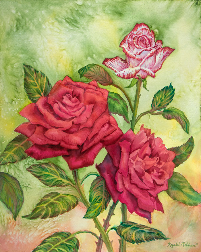Fire-and-Ice-Roses.jpg