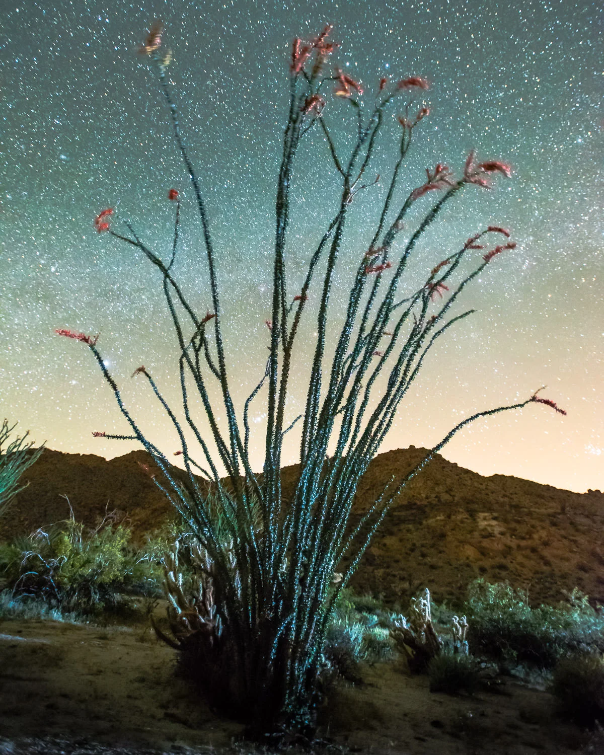 JRWFTAnzaBorrego2017_0327_220613-9621_SAG.jpg