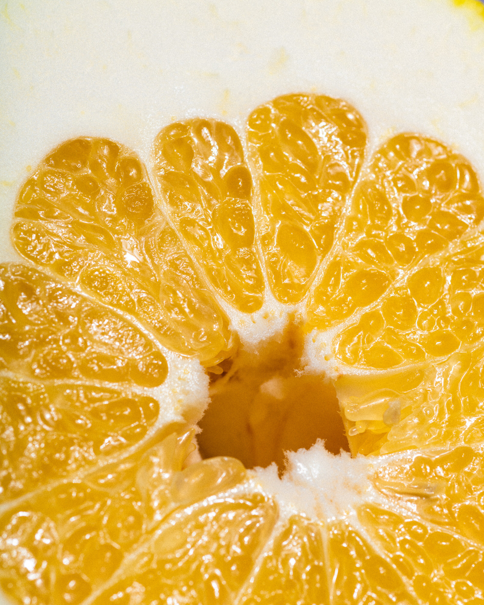 Althea_Citrus_Season2019_0107_174301-1902_SAG.jpg