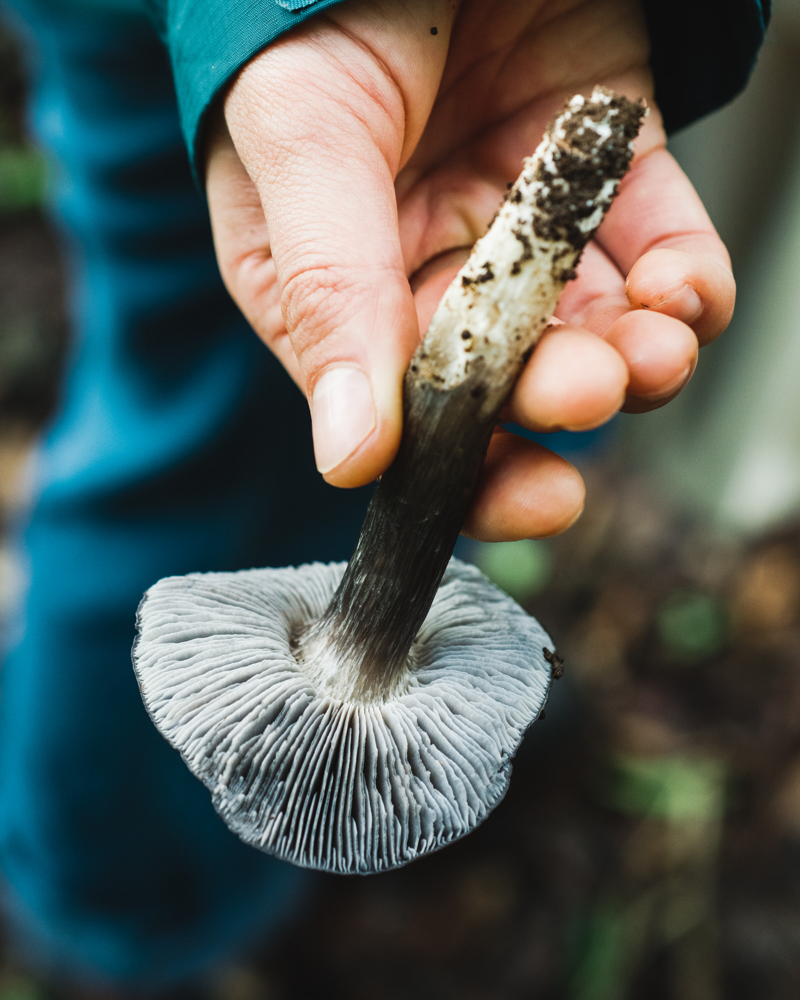 MarinMushroomForage2019_0120_131342-026_SAG.jpg