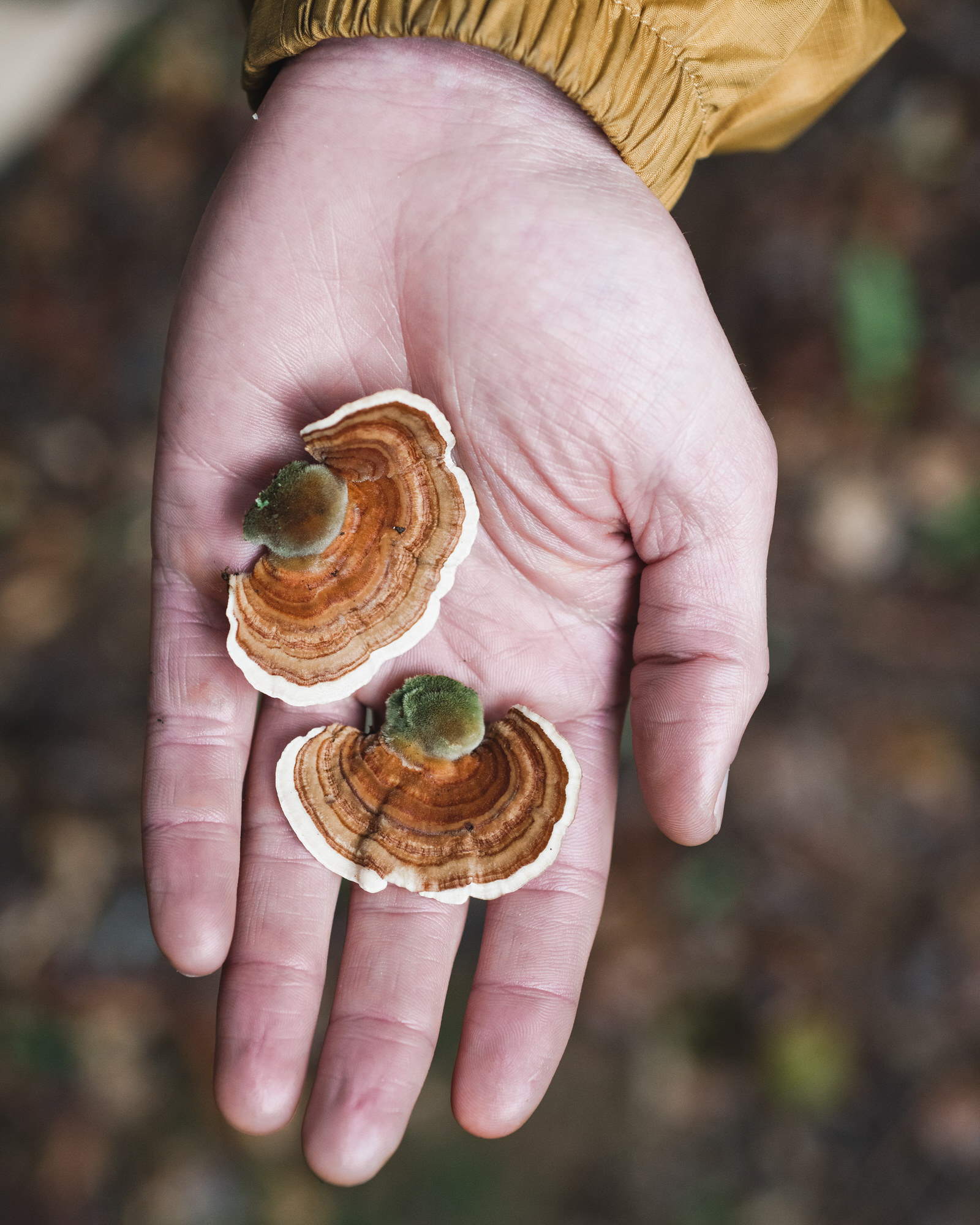 MarinMushroomForage2019_0120_131940-078_SAG.jpg