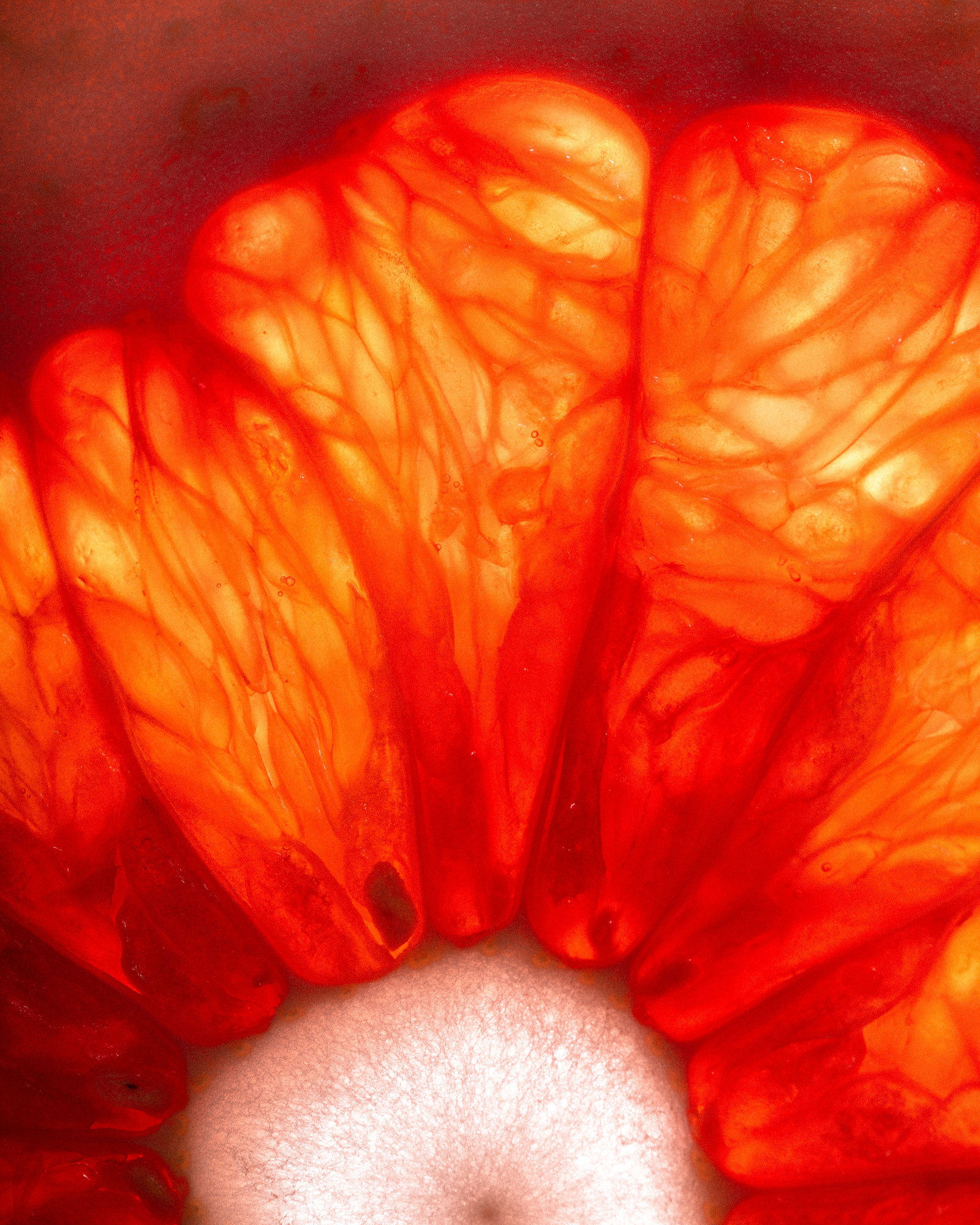 Althea_Citrus_Season2019_0107_172716-1862_SAG.jpg