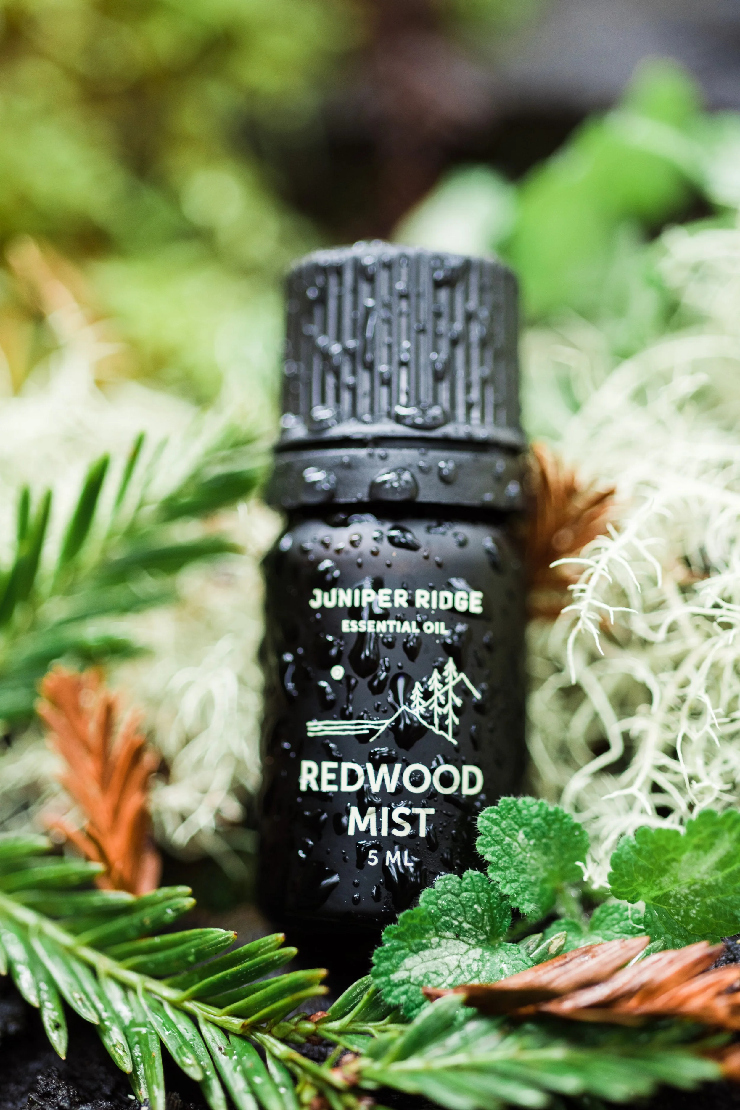 JRFL_WinterRedwood2019_0224_141534-0313_SAG.jpg