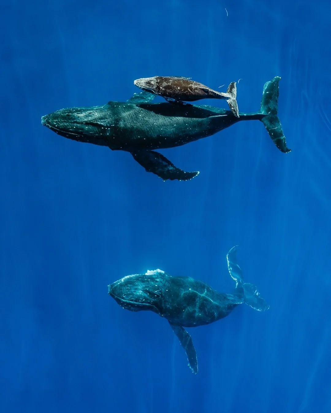 The ocean holds us. It connects continents and cradles life &mdash; from whale calves learning to swim, to sea lions playing in kelp forests, to sharks gliding silently beneath the waves.

This World Ocean Day, I&rsquo;m sharing moments from the blue