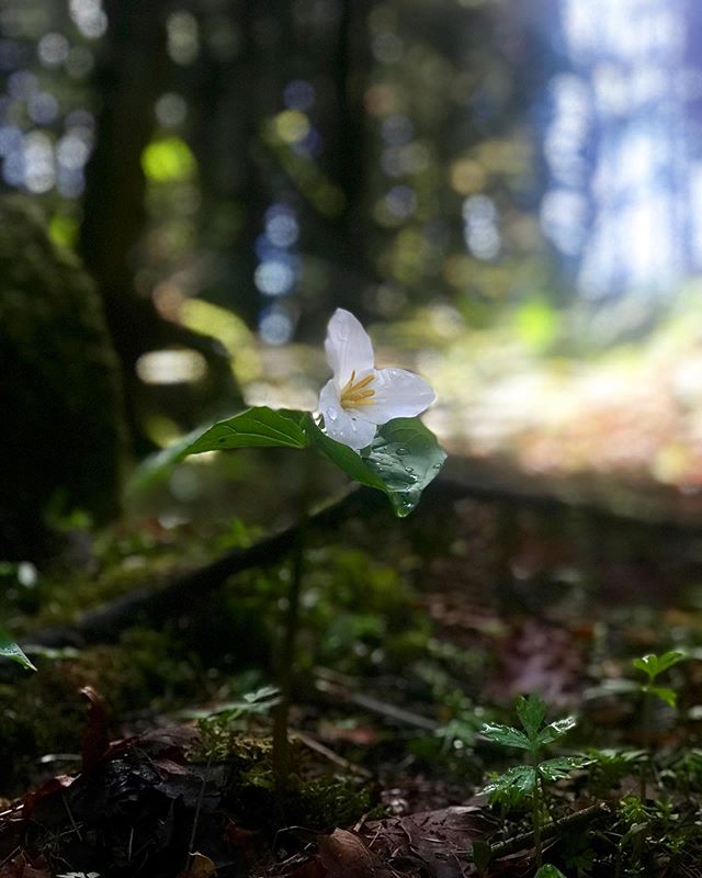 Unfiltered beauty besides the trail. Who else stops to admire these small signs of blooming life? As Ralph Waldo Emerson once said, &ldquo;it&rsquo;s about the journey, not the destination&rdquo; #andbeautyforall 🌿