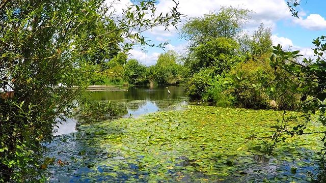 Eye spy a great blue heron in this lively spot on Lake Washington. Thank you for the awesome go pro photo @therealkylebosch 👍🏼