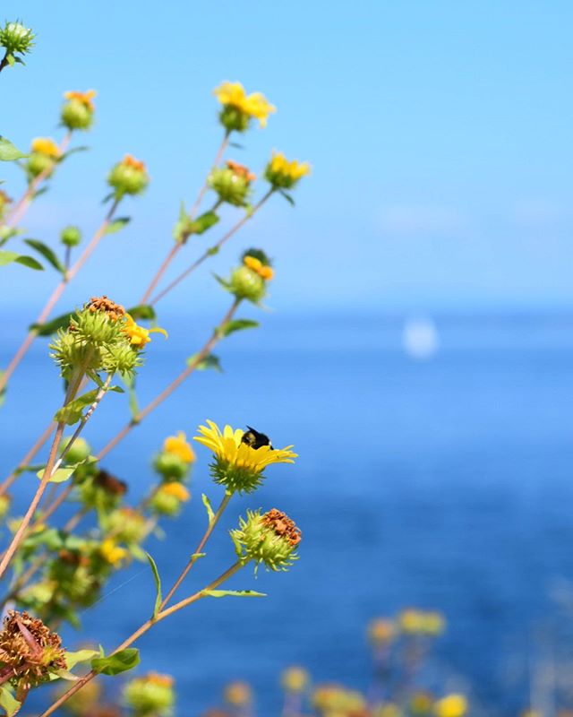 Happy Tuesday beauty lovers 🌿 It&rsquo;s been awhile, but we&rsquo;re back! 😊 We love this photo because it reminds us that even with the gorgeous waters of the Puget Sound in the background and the abounding wildflowers, there is #beauty in even t