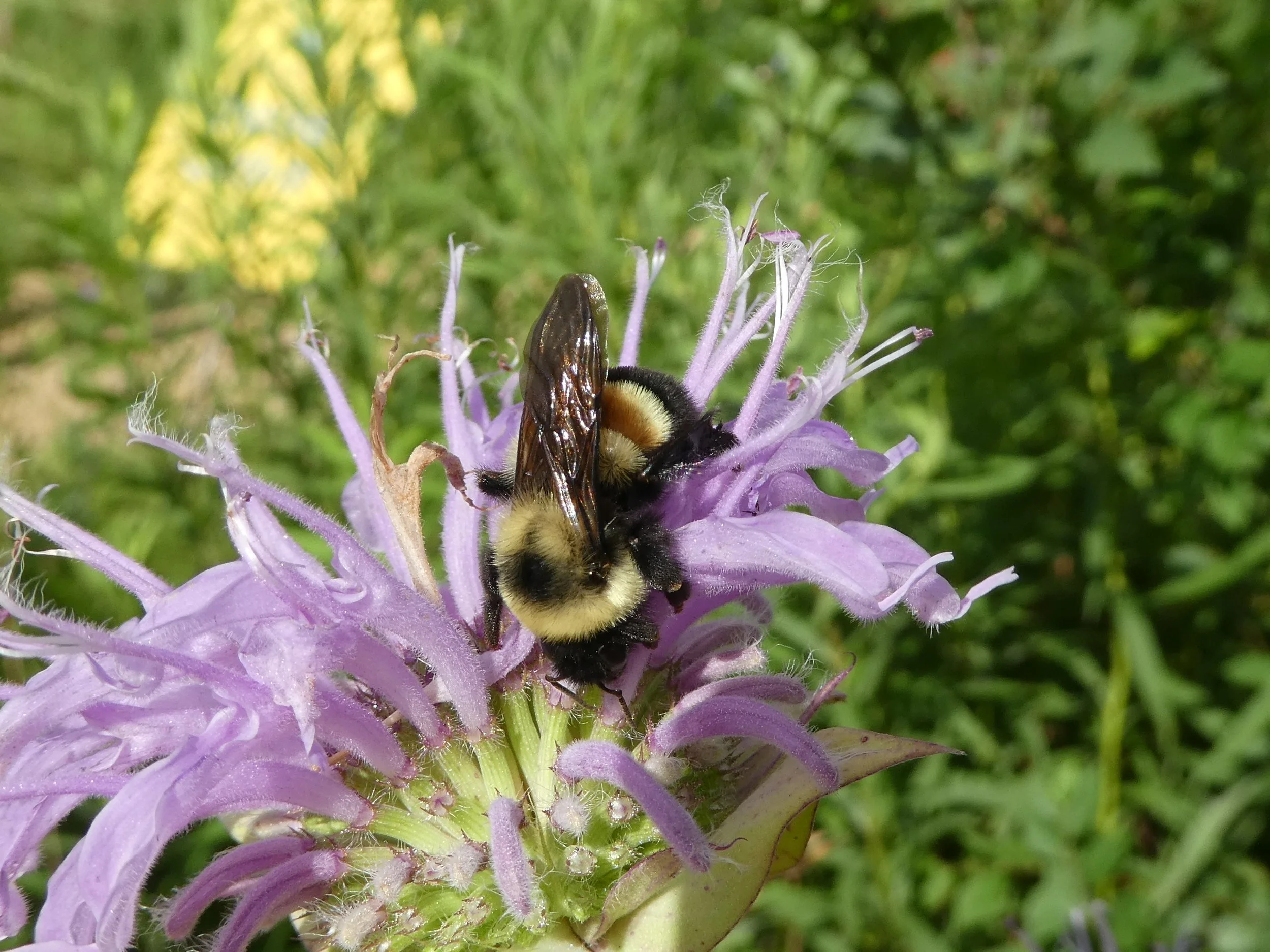 Bombus affinis Pilot Knob Sarah Foltz Jordan Xerces.jpg