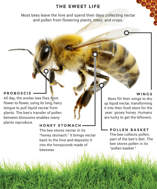 bee.png