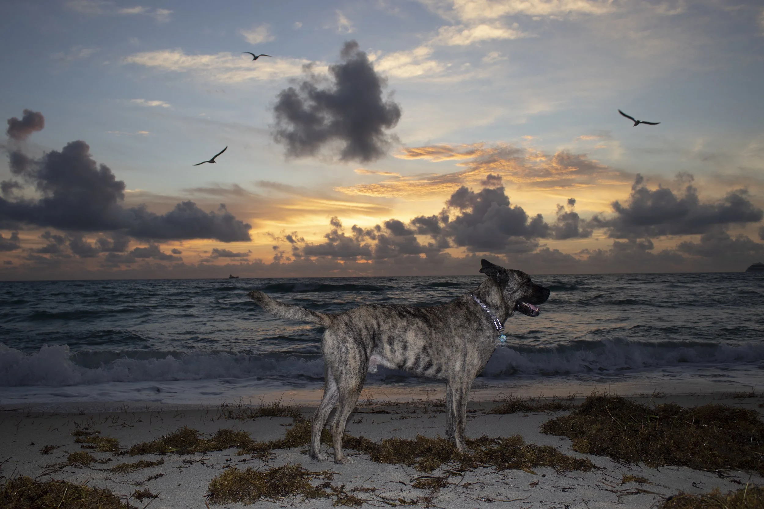 _MG_9386_sea.jpg