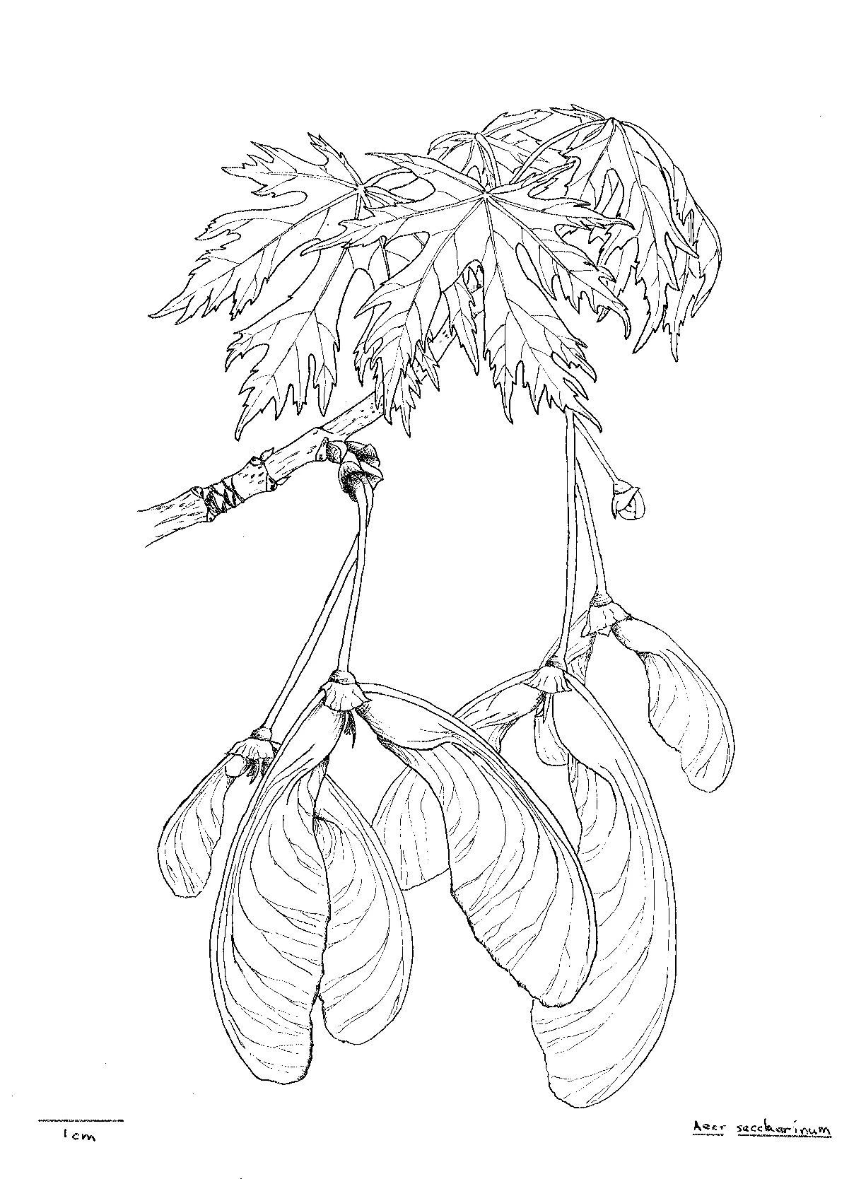 Maple Leaves Seeda
