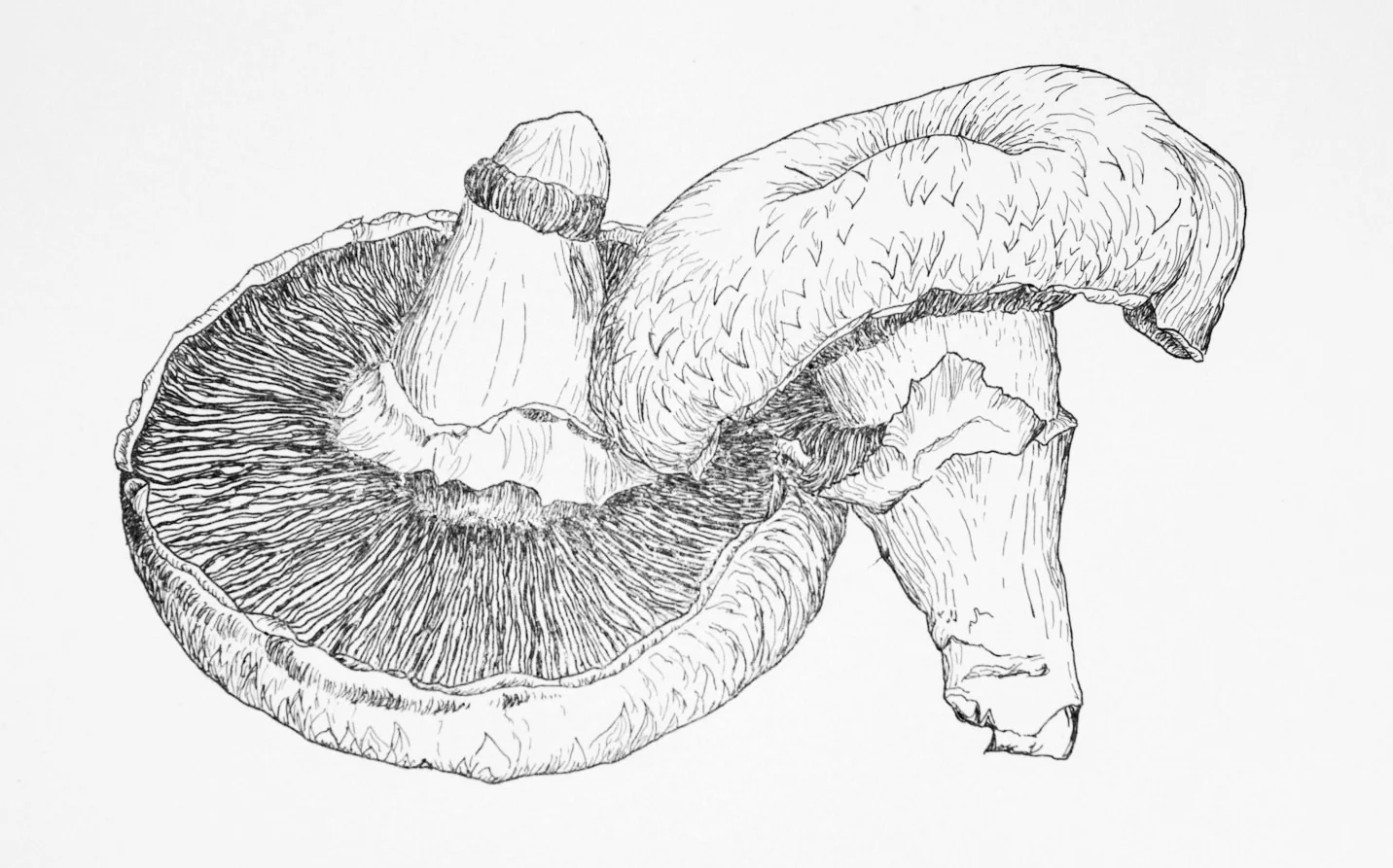Portabella Mushroom
