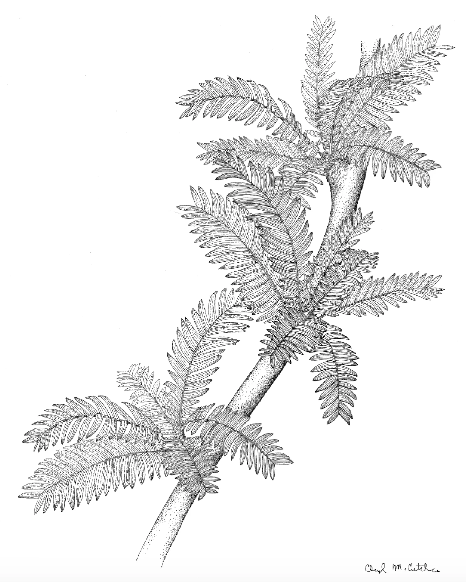 Pterophyllum
