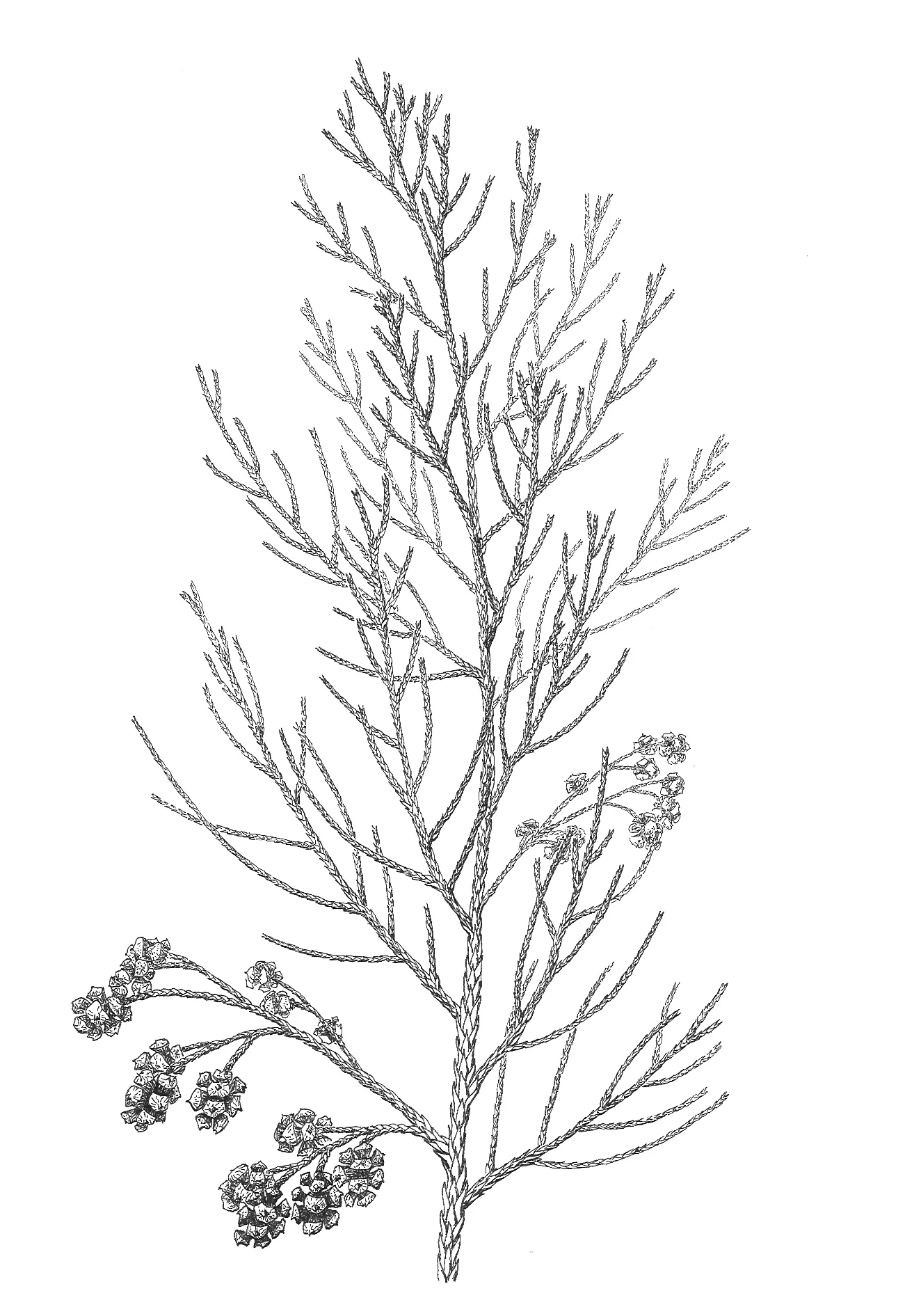Sphenolepsis