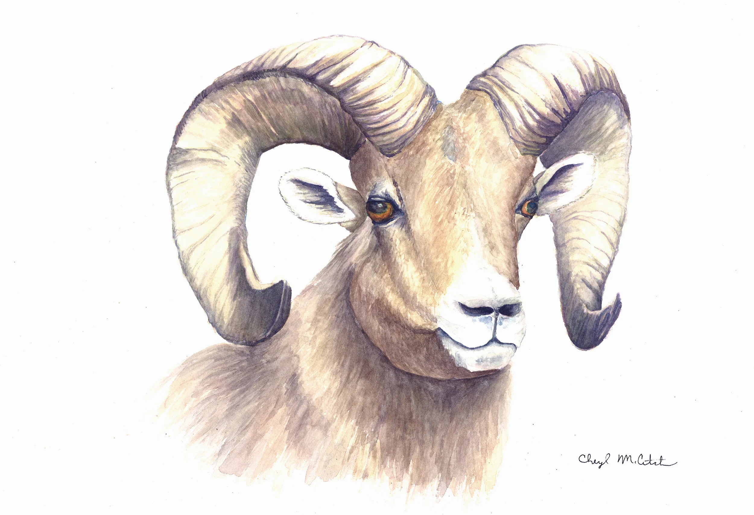 Big horn sheep