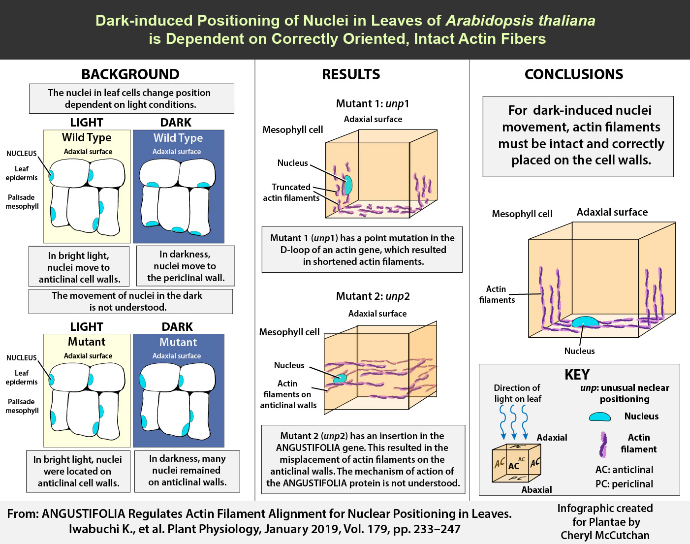Graphical abstract created in by Cheryl McCutchan in Adobe Illustrator